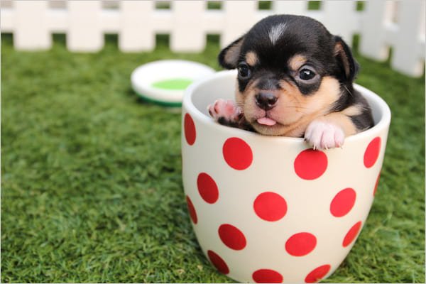 Cute chihuahua in a cup.