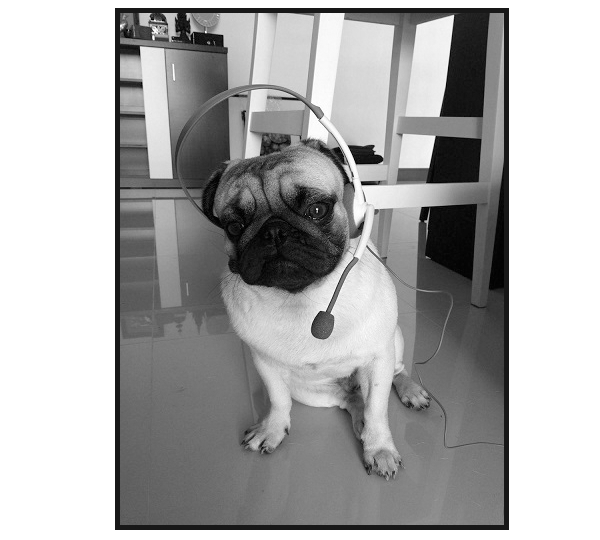 Image of a dog wearing a headset, styled using CSS and the image post format