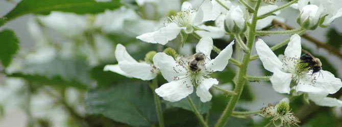 Stop Spammers Spam Protection plugin